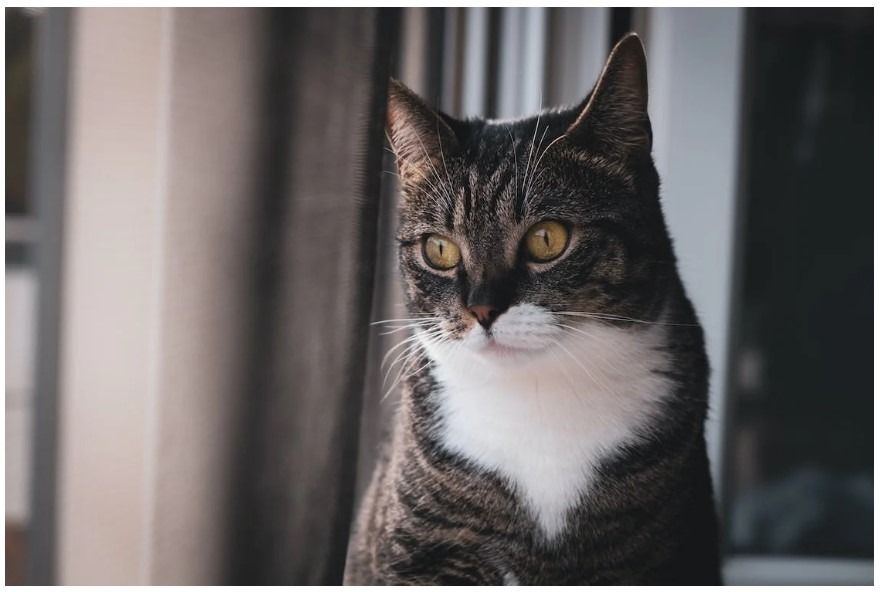 Causes of Cat Hair Loss