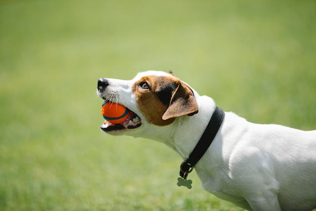 How to Manage Aggression in Dog Without Shock Collar