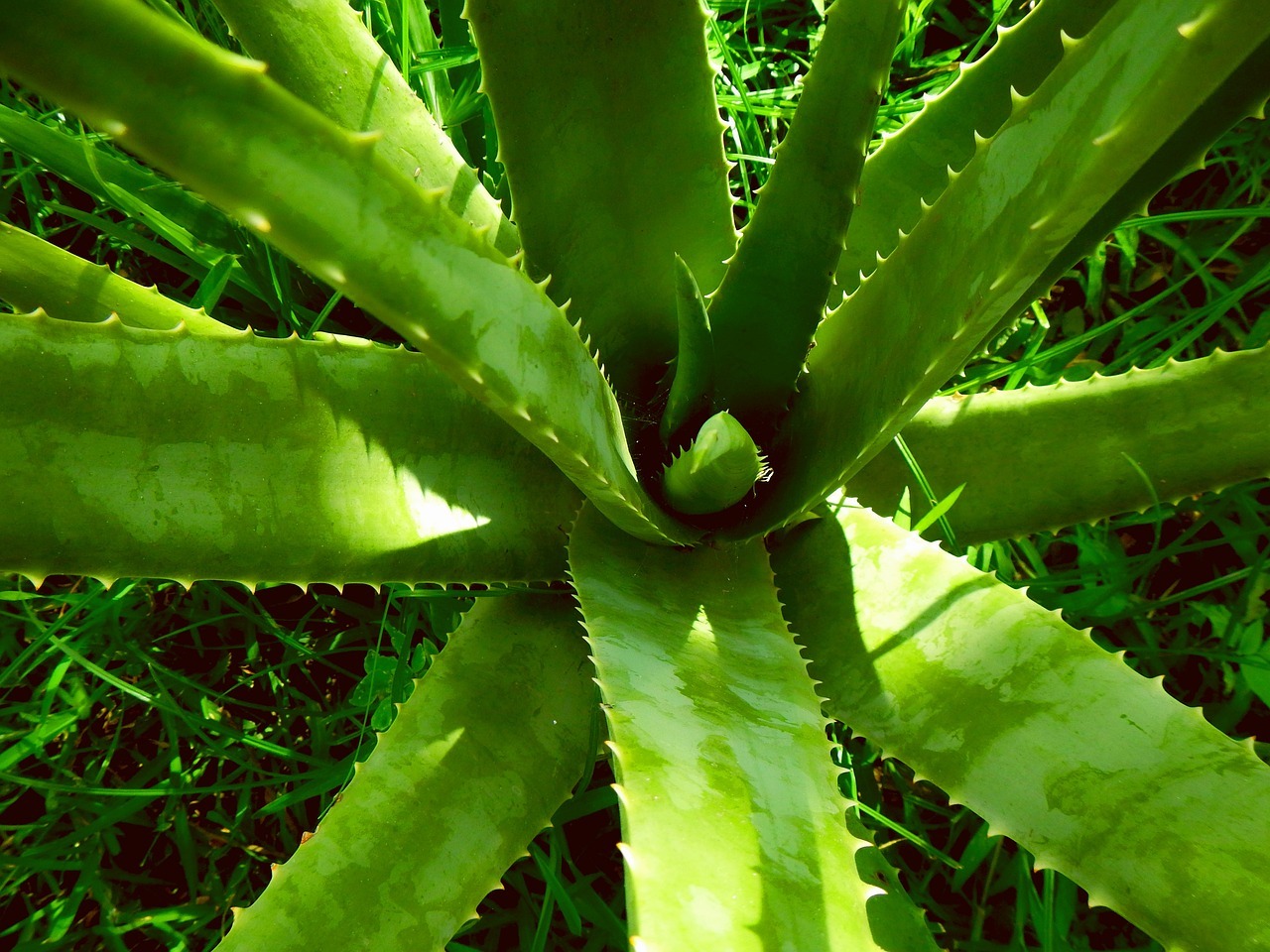 7 Ways In Which Aloe Vera Makes Your Life Easier