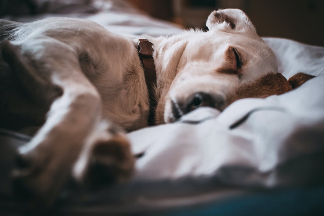8 Tips on Choosing a Comfortable Dog Bed