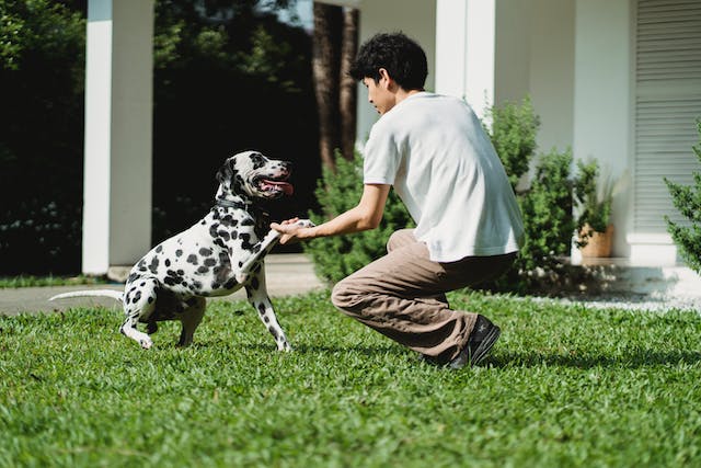 Animal Training: How to Spend More Time With Your Pets