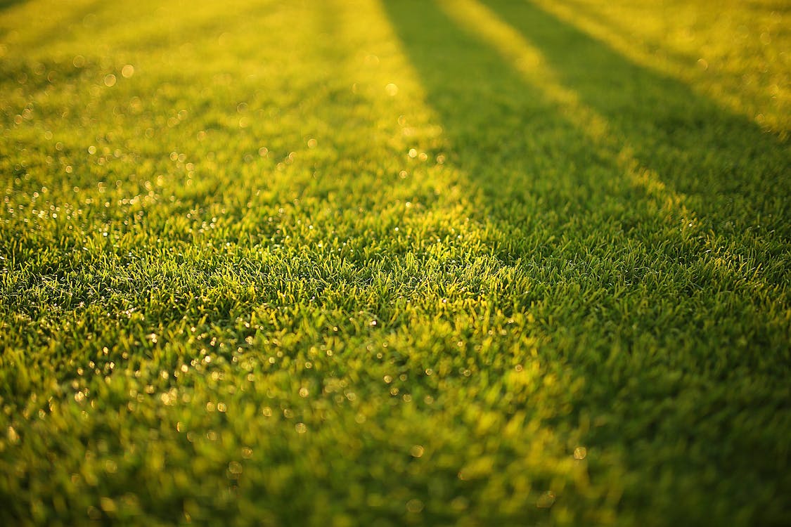 Going Green: Organic lawn care and its benefits