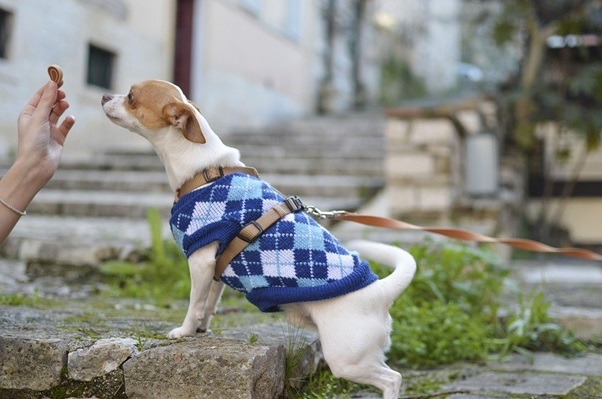 Why Dogs Should Wear Clothes