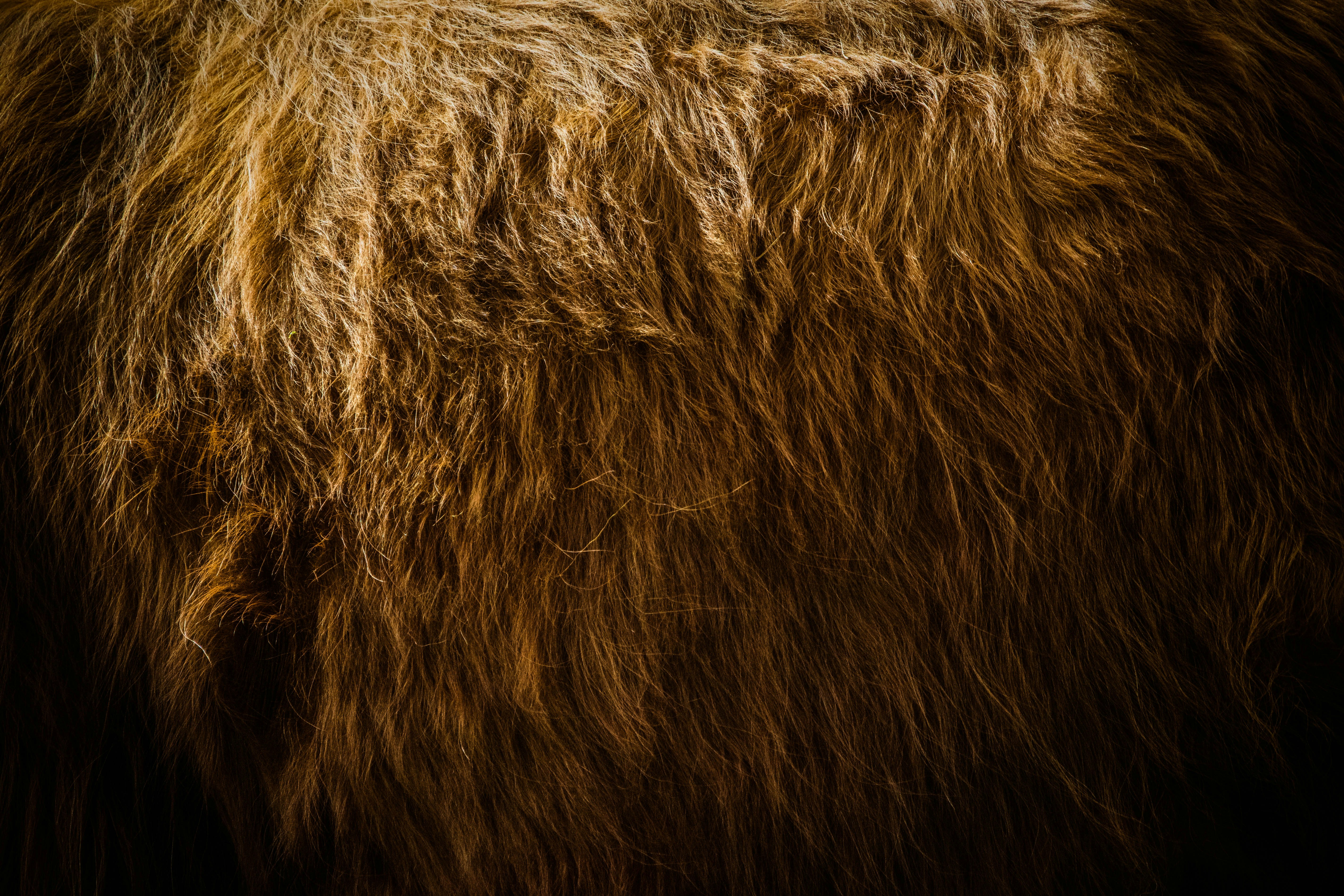 Did you know these Unique Facts About Fur