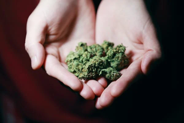A reliable guide to buying weed online in Surrey