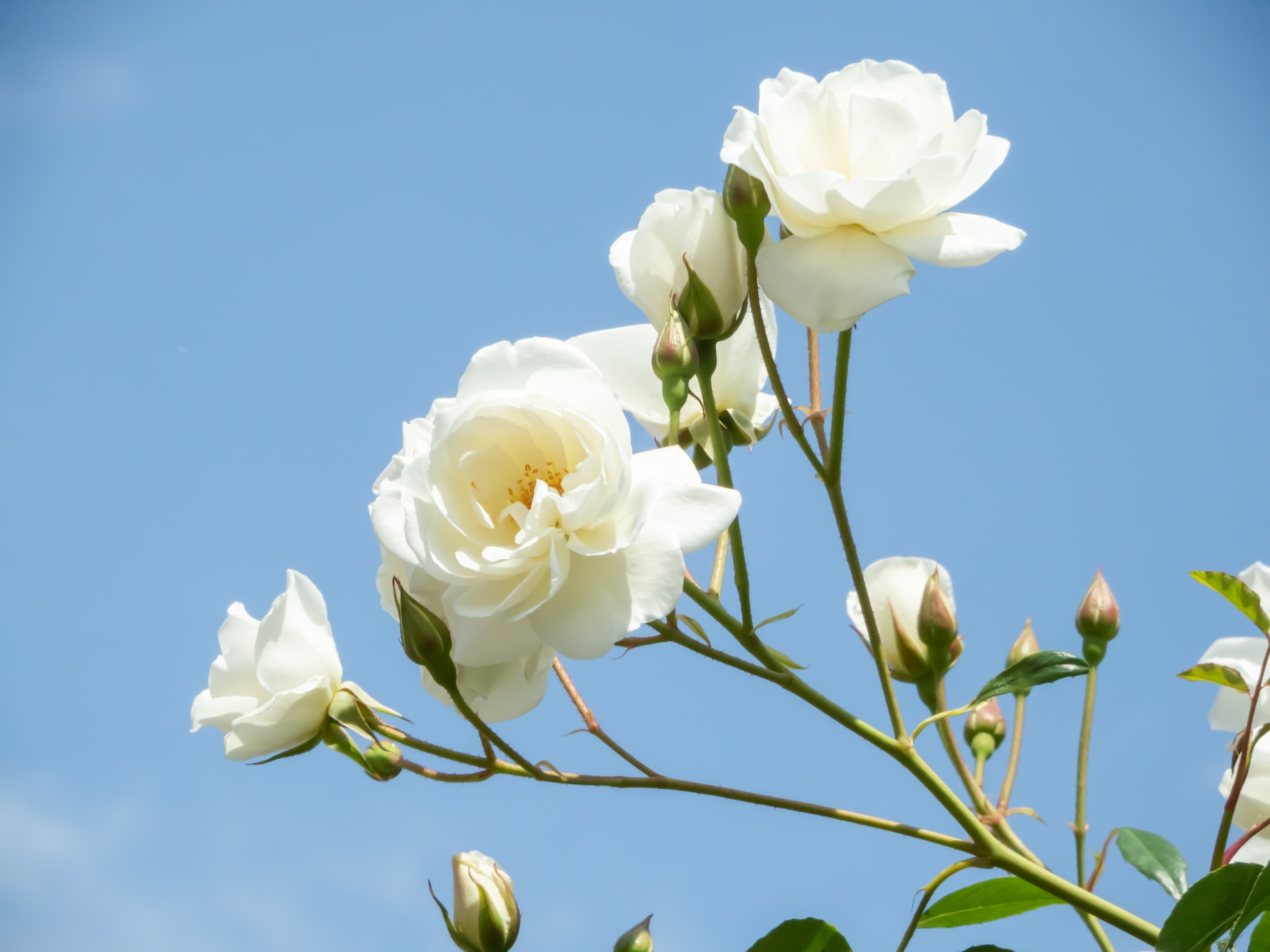 White roses in a bouquet: meaning and reasons for a gift